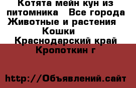 Котята мейн-кун из питомника - Все города Животные и растения » Кошки   . Краснодарский край,Кропоткин г.